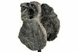 Fossil Theropod Dinosaur (Allosaurus) Dorsal Vertebra - Wyoming #356888-4